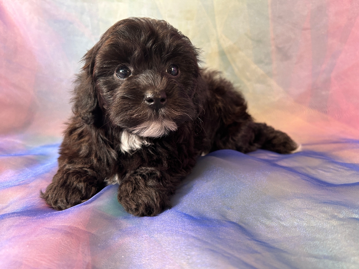 Female Schnoodle Puppy for Sale DOB 1-3-2024 $1200 